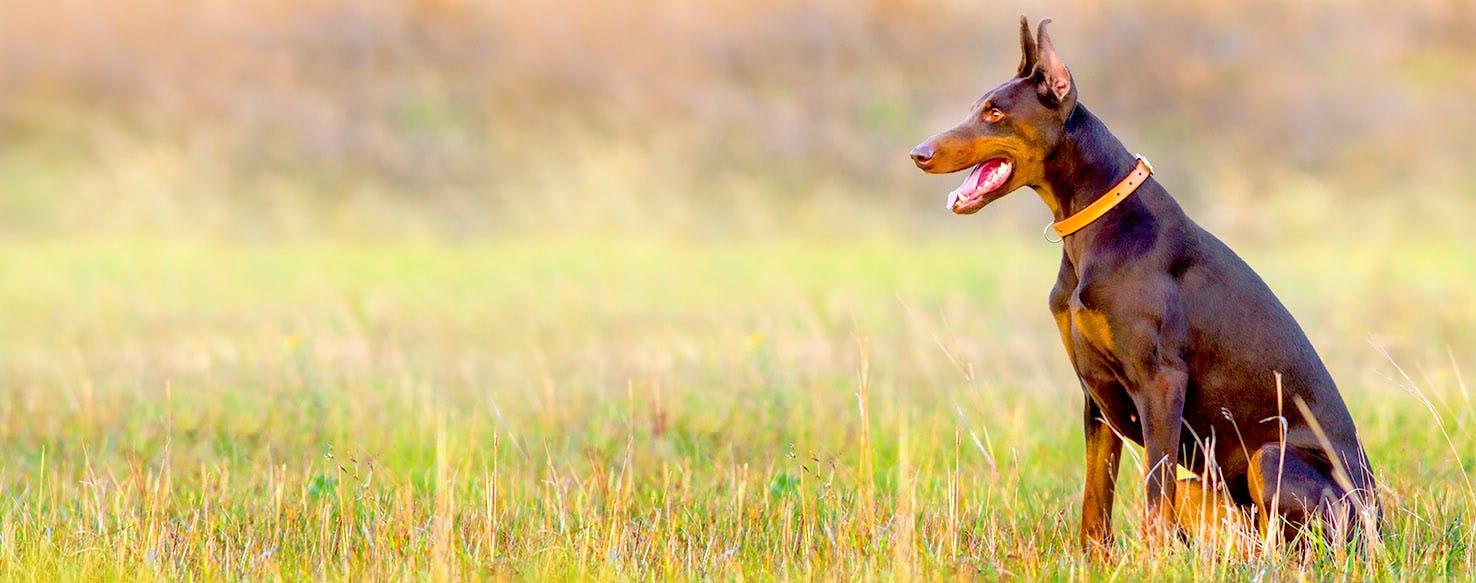 The Big Lebowski Dog Names Popular Male and Female Names Wag!